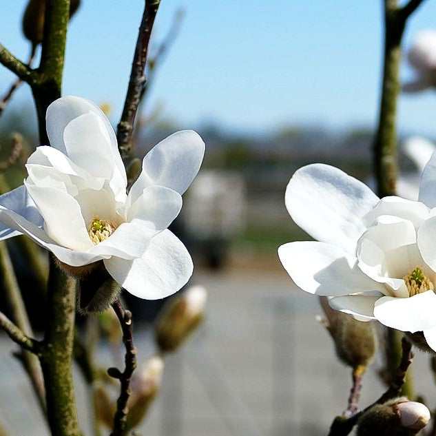 Großblütige Stern-Magnolie 'Merrill' (Magnolia x loebneri)