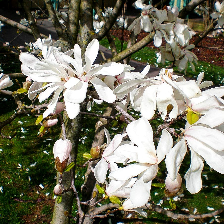 Großblütige Stern-Magnolie 'Merrill' (Magnolia x loebneri)