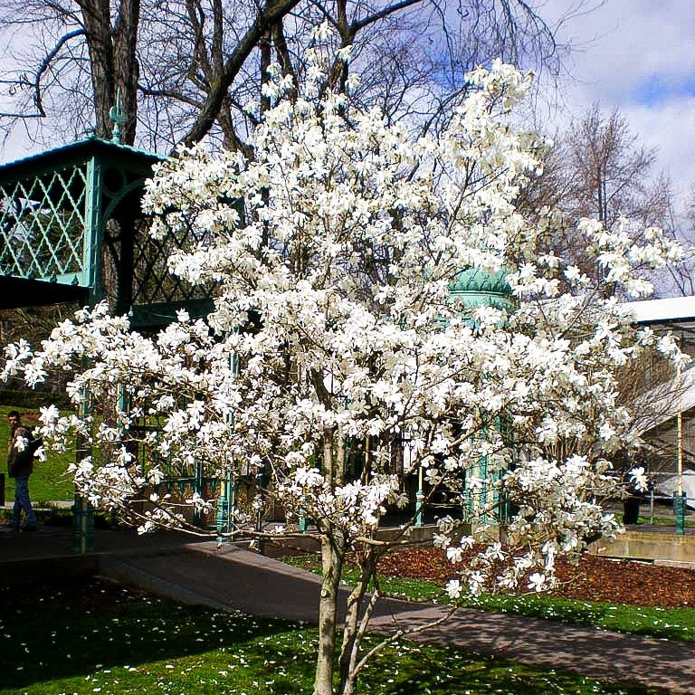 Großblütige Stern-Magnolie 'Merrill' (Magnolia x loebneri)