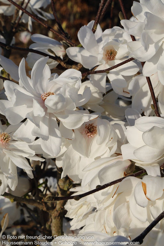 Großblütige Stern-Magnolie 'Wildcat' (Magnolia x loebneri)