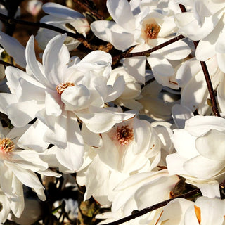 Großblütige Stern-Magnolie 'Wildcat' (Magnolia x loebneri)