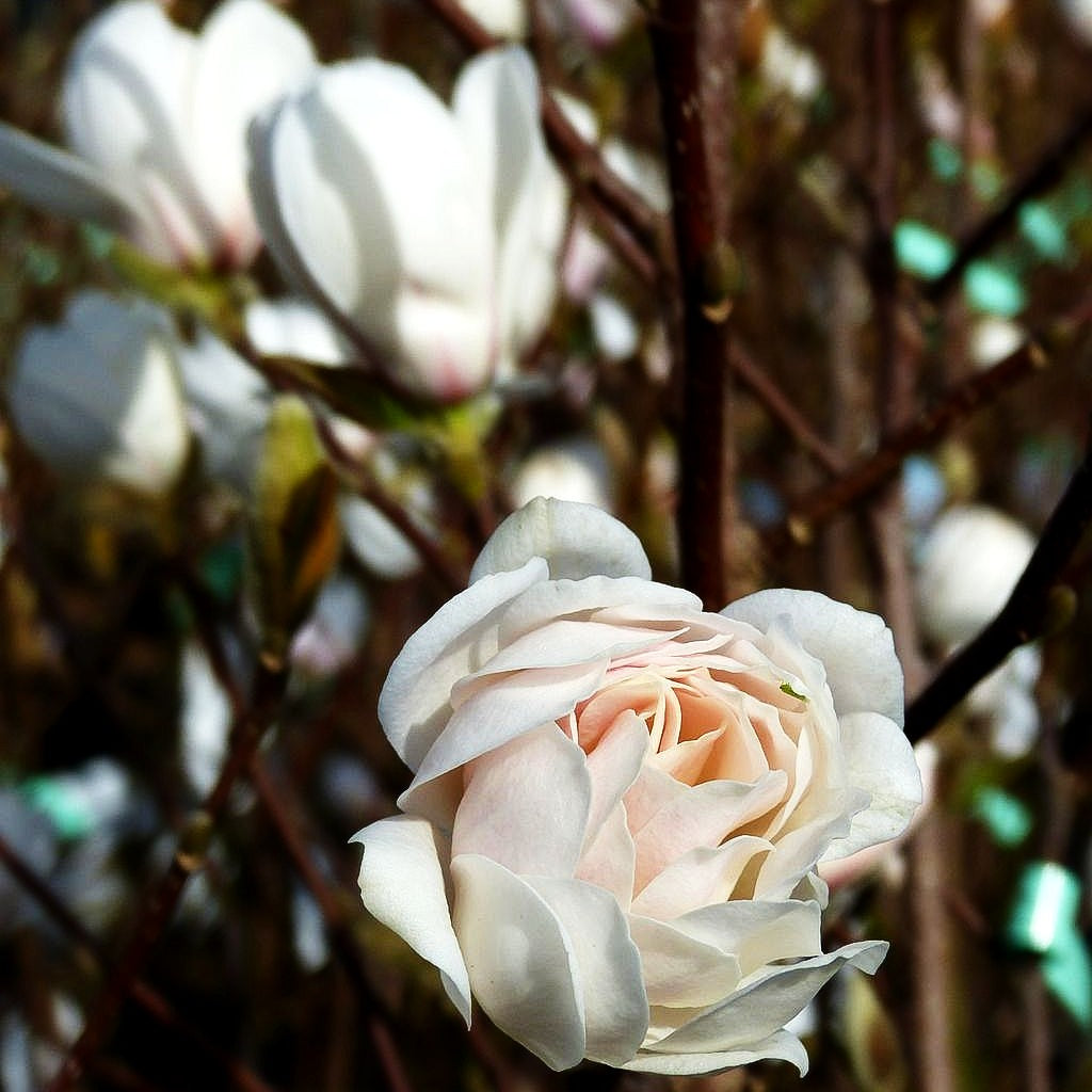 Großblütige Stern-Magnolie 'Wildcat' (Magnolia x loebneri)