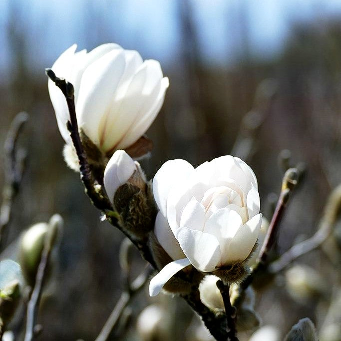 Großblütige Stern-Magnolie 'Wildcat' (Magnolia x loebneri)