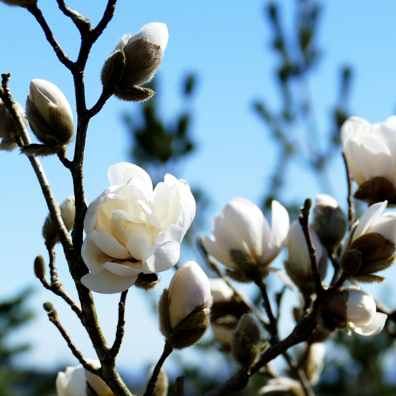Großblütige Stern-Magnolie 'Wildcat' (Magnolia x loebneri)