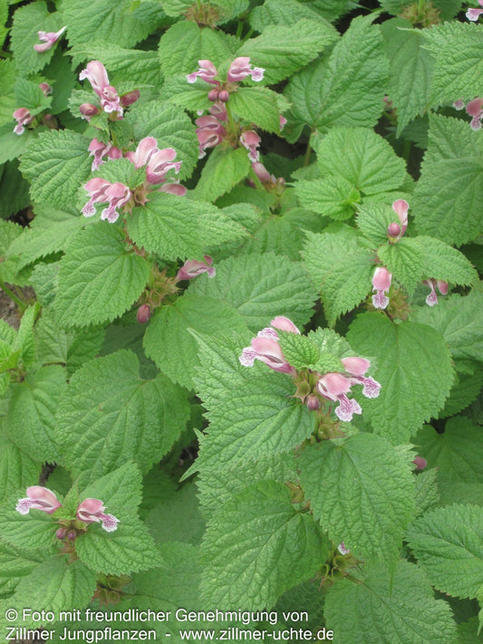 Großblütige Taubnessel 'Silva' (Lamium orvala)