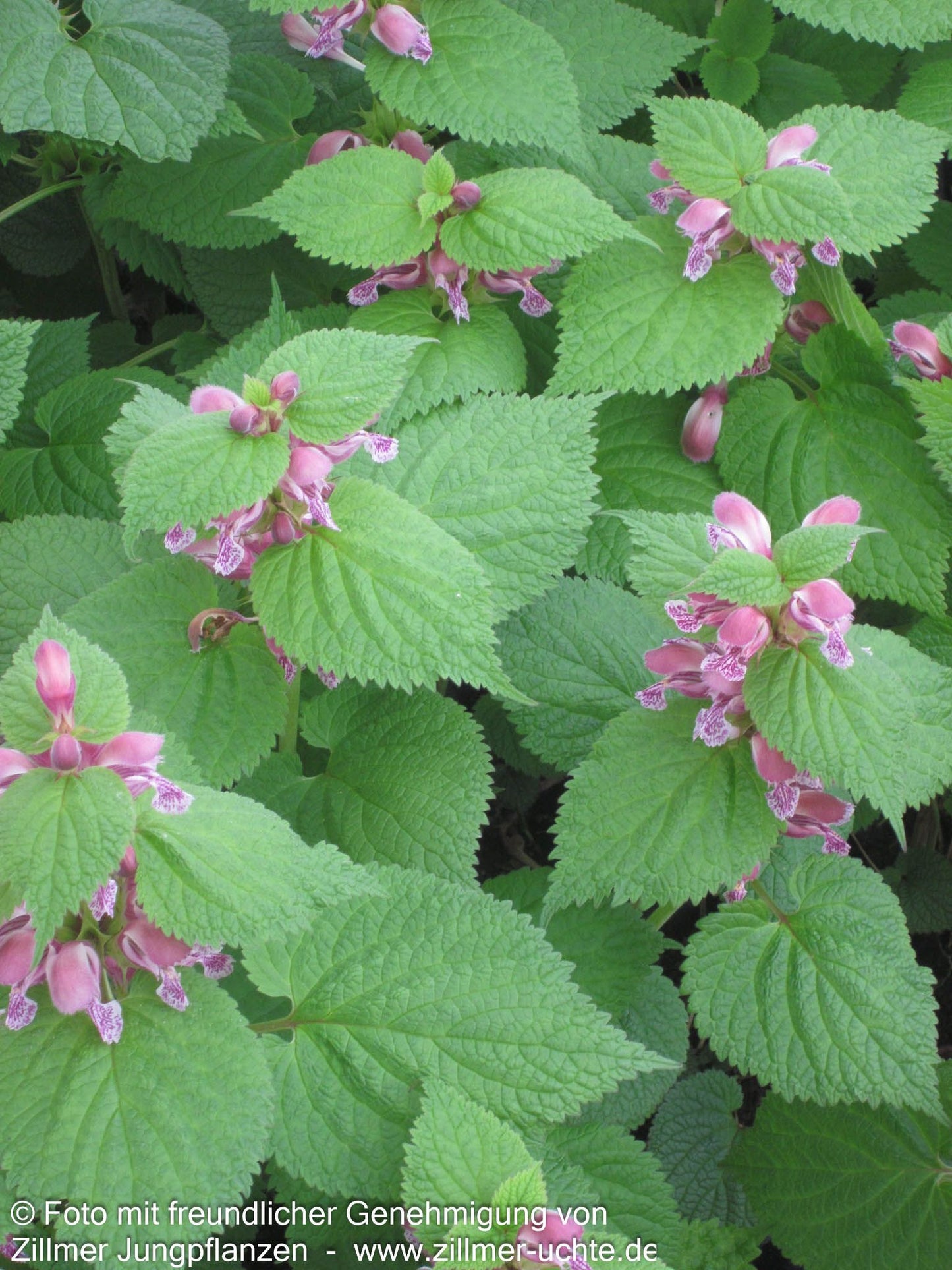 Großblütige Taubnessel 'Silva' (Lamium orvala)