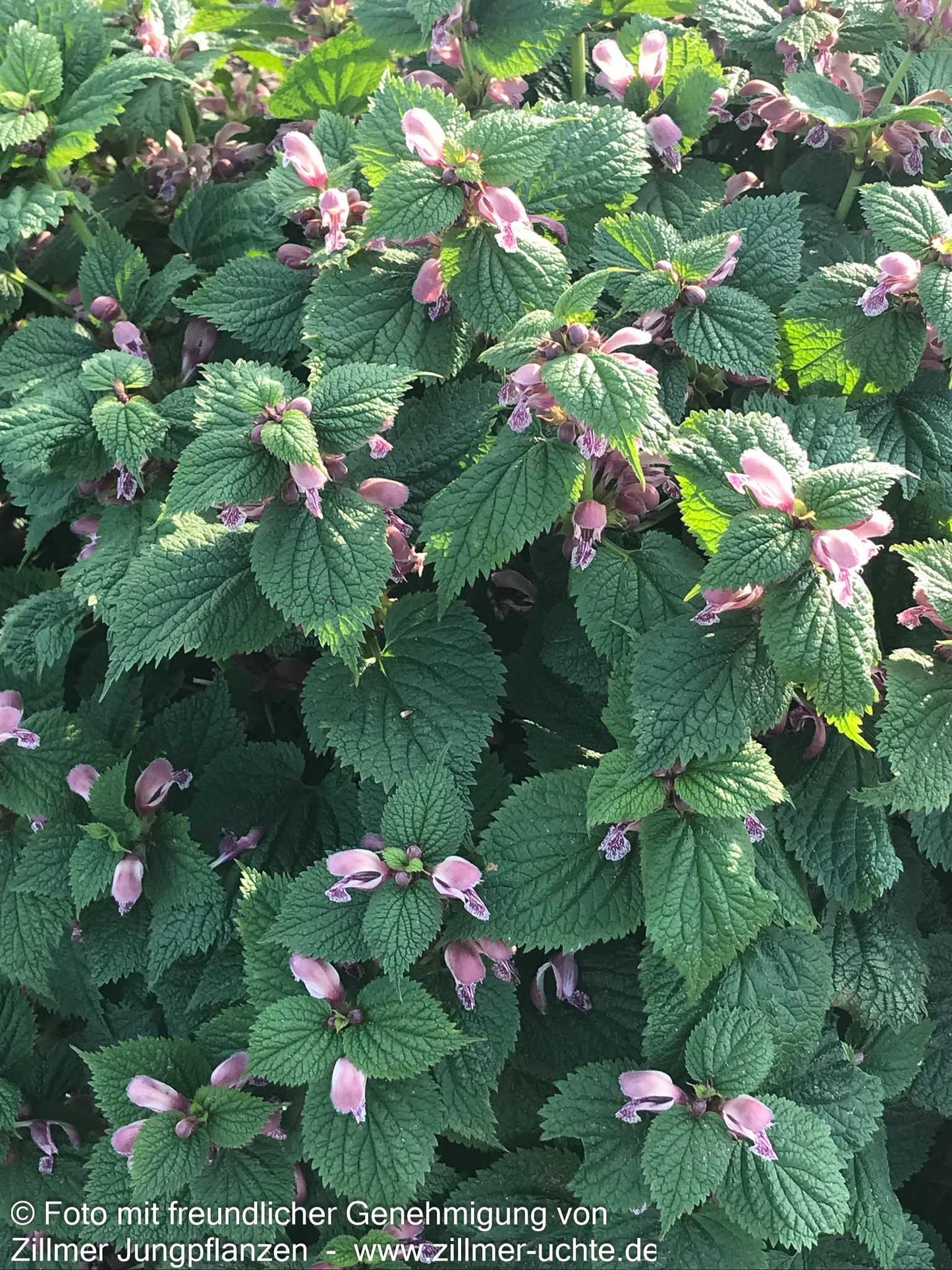 Großblütige Taubnessel 'Silva' (Lamium orvala)
