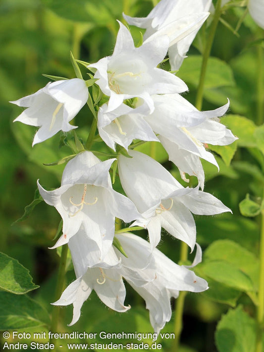 Großblütige Wald-Glockenblume 'Alba' (Campanula latifolia var.macrantha)