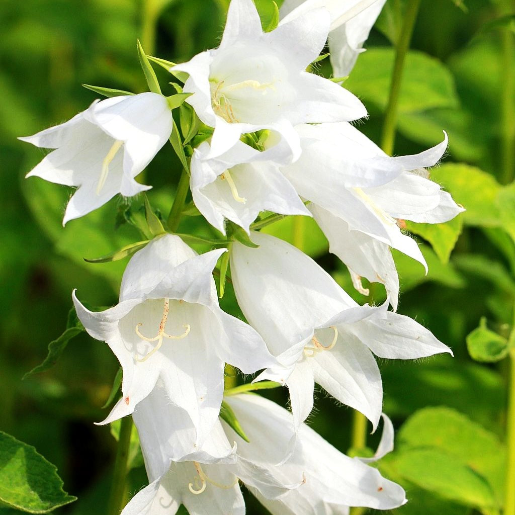Großblütige Wald-Glockenblume 'Alba' (Campanula latifolia var.macrantha)
