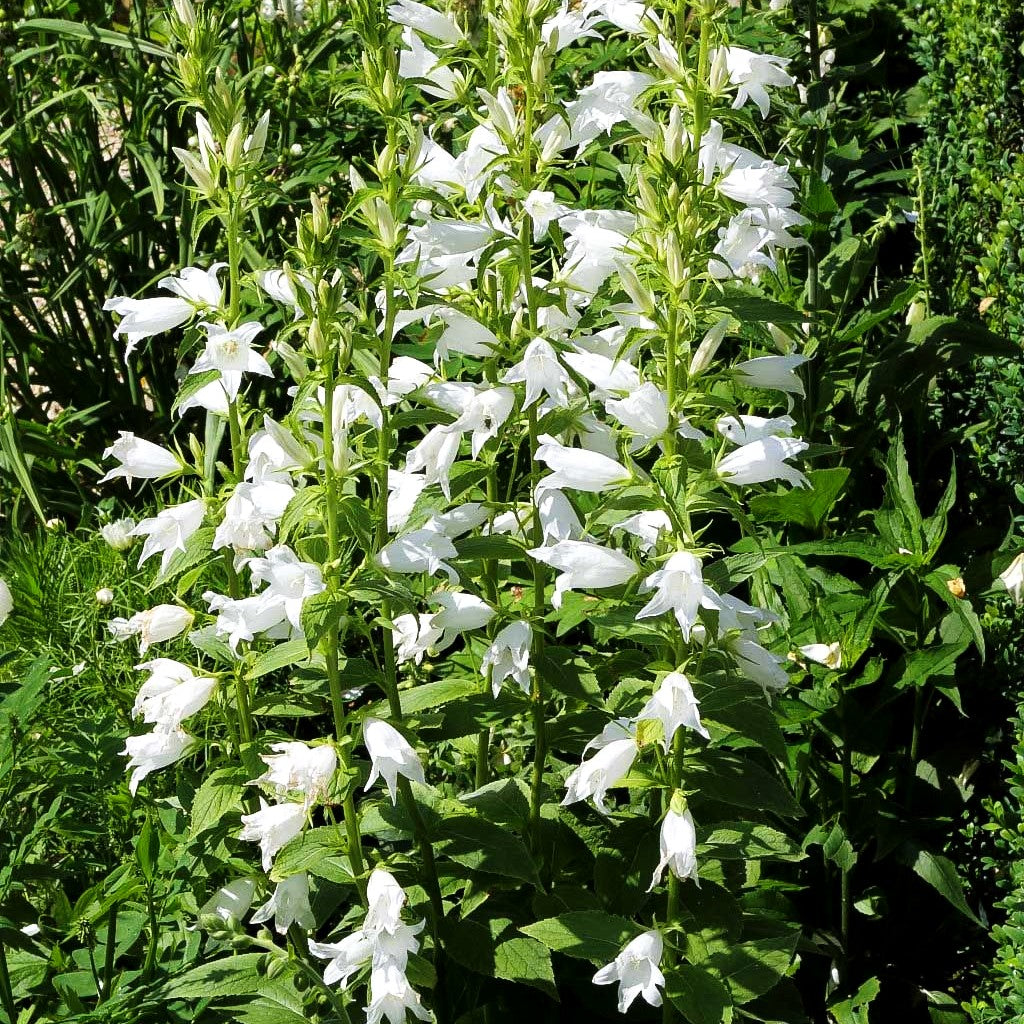 Großblütige Wald-Glockenblume 'Alba' (Campanula latifolia var.macrantha)