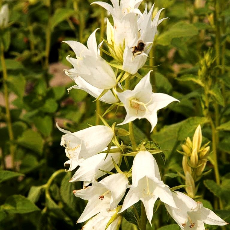 Großblütige Wald-Glockenblume 'Alba' (Campanula latifolia var.macrantha)