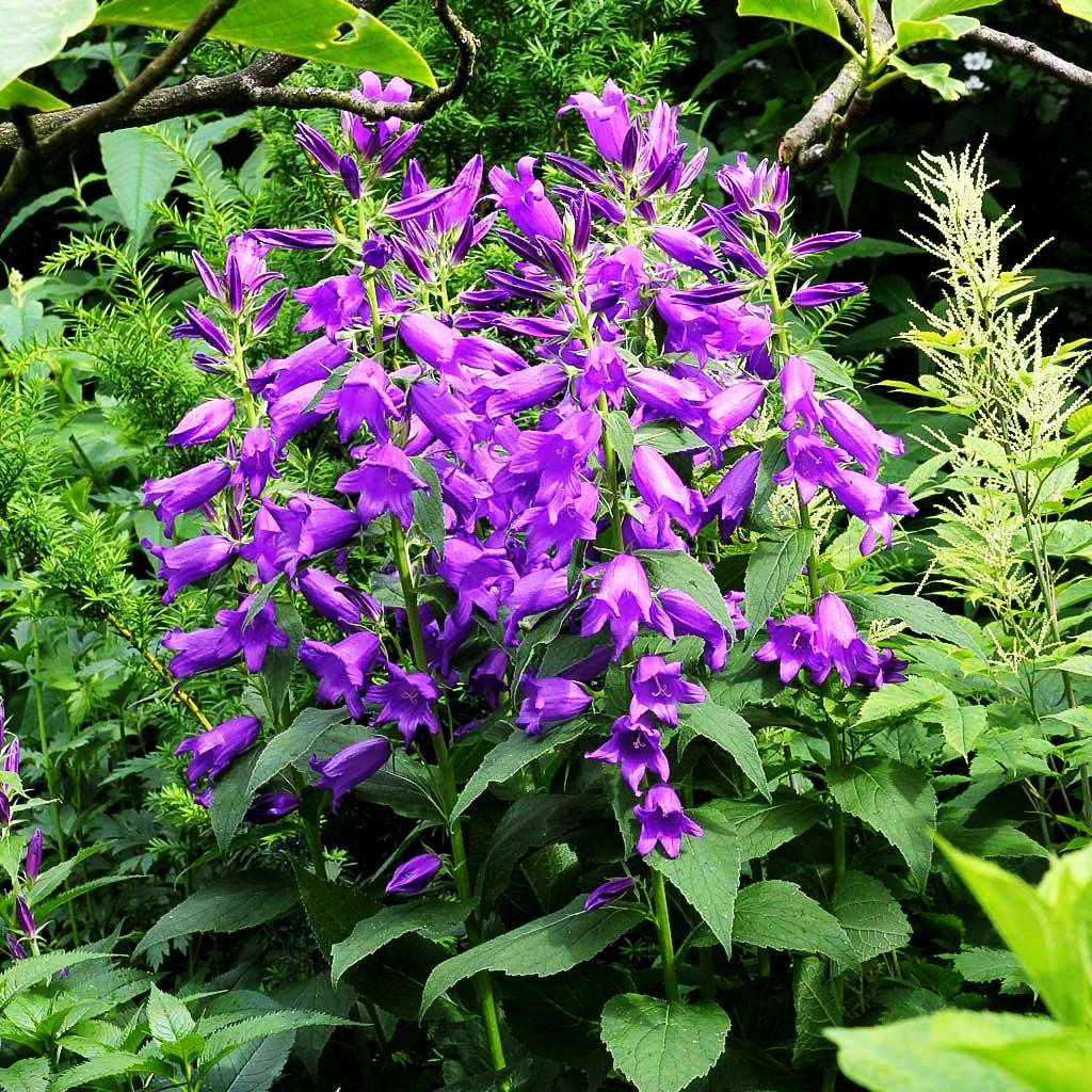 Großblütige Wald-Glockenblume (Campanula latifolia var.macrantha)