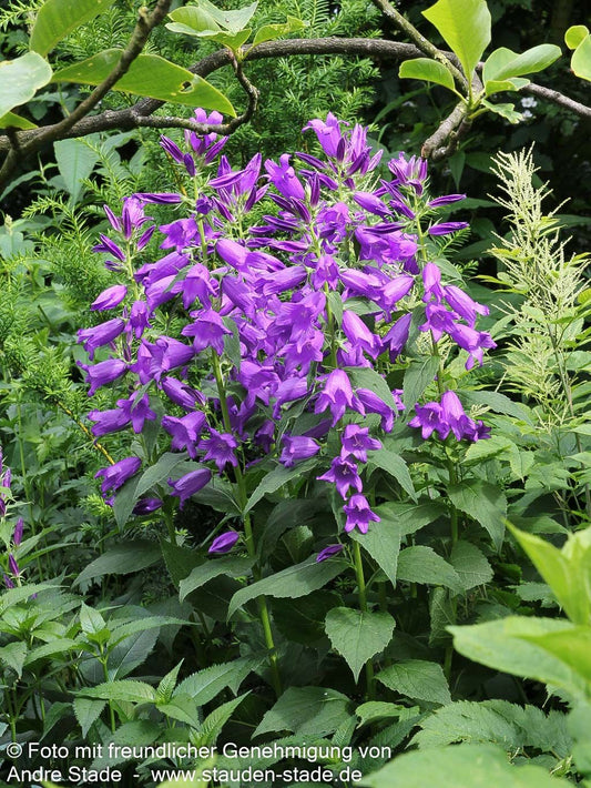 Großblütige Wald-Glockenblume (Campanula latifolia var.macrantha)