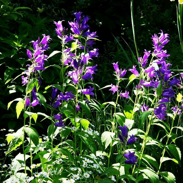 Großblütige Wald-Glockenblume (Campanula latifolia var.macrantha)
