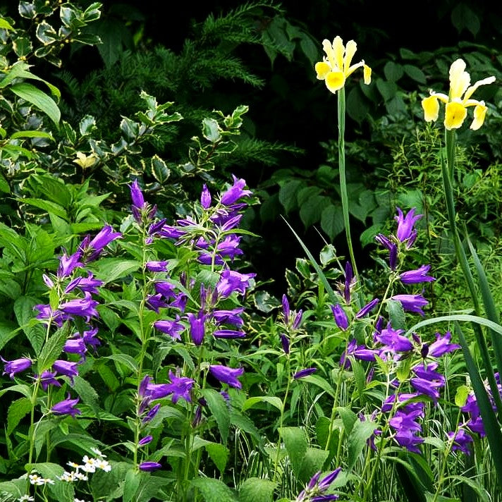 Großblütige Wald-Glockenblume (Campanula latifolia var.macrantha)