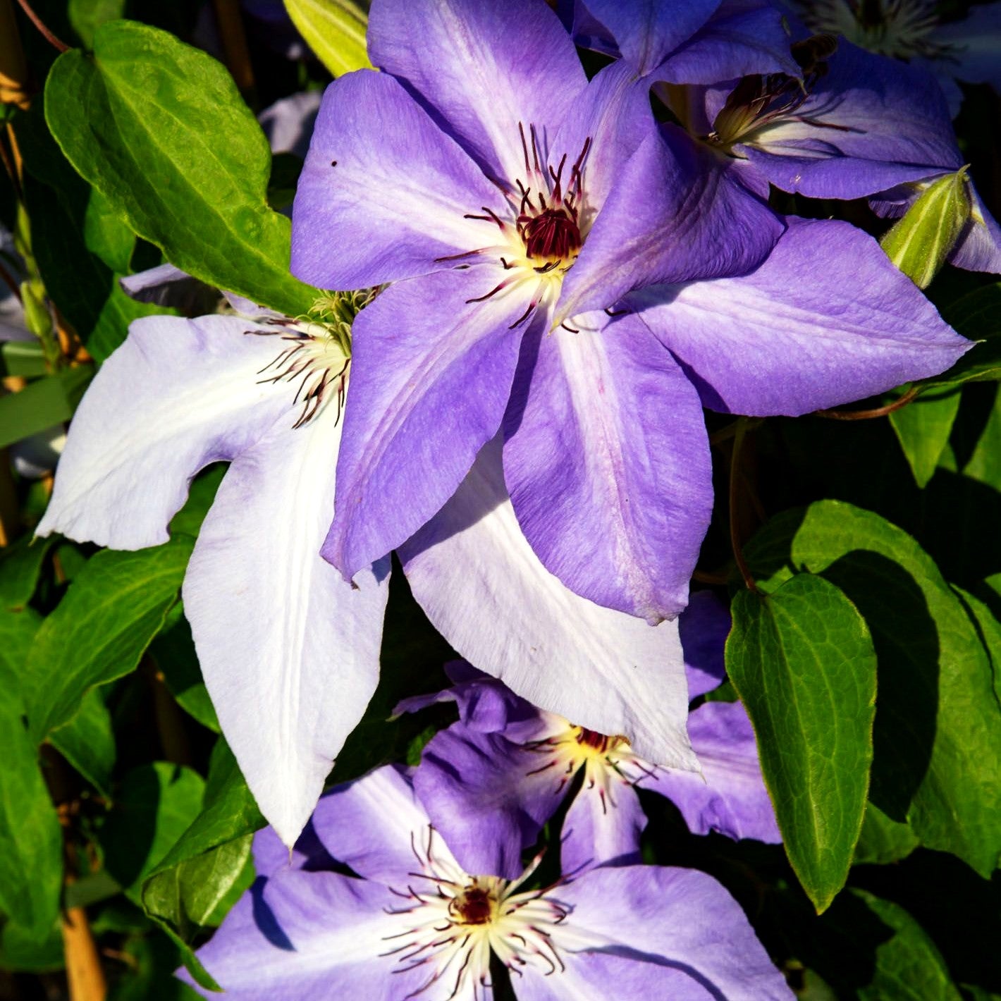 Großblütige Waldrebe 'Antje' (Clematis x cult.)