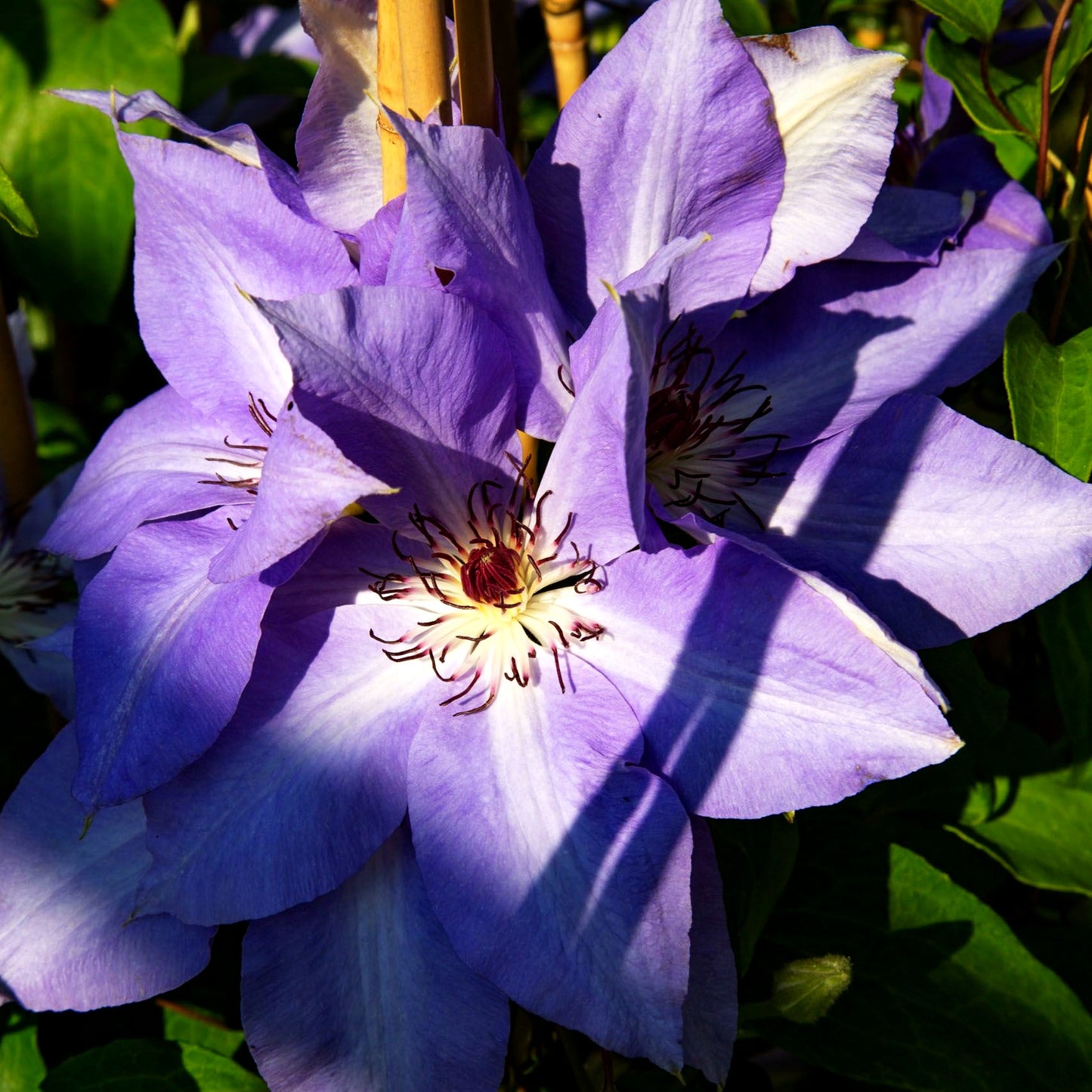 Großblütige Waldrebe 'Antje' (Clematis x cult.)