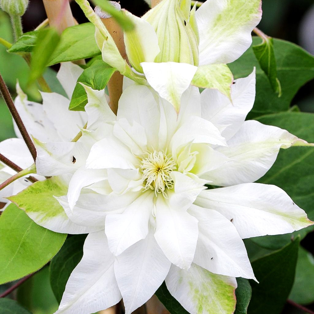Großblütige Waldrebe 'Arctic Queen' (Clematis x cult.)