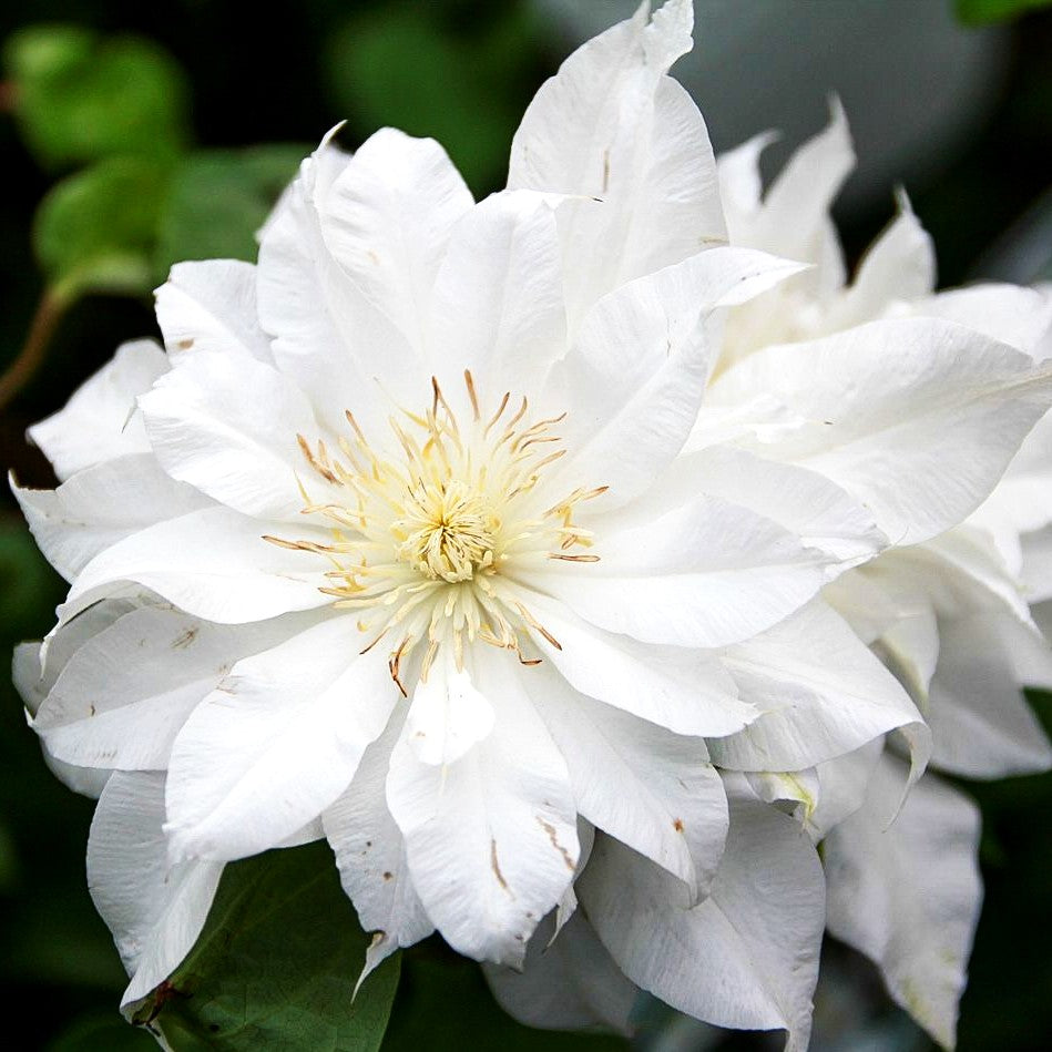 Großblütige Waldrebe 'Arctic Queen' (Clematis x cult.)