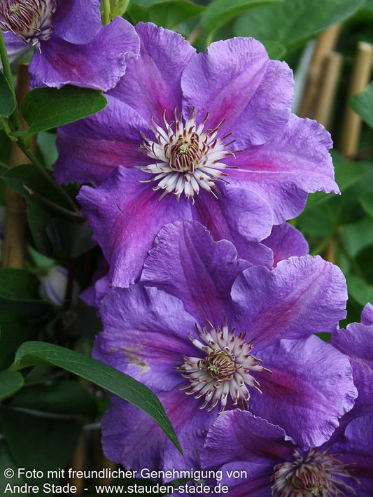 Großblütige Waldrebe 'Ashva' (Clematis x cult.)