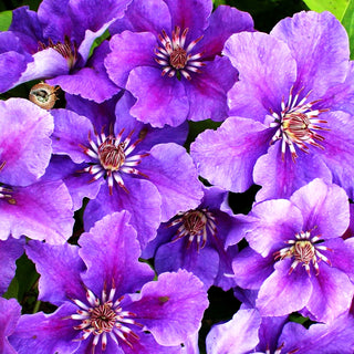 Großblütige Waldrebe 'Ashva' (Clematis x cult.)