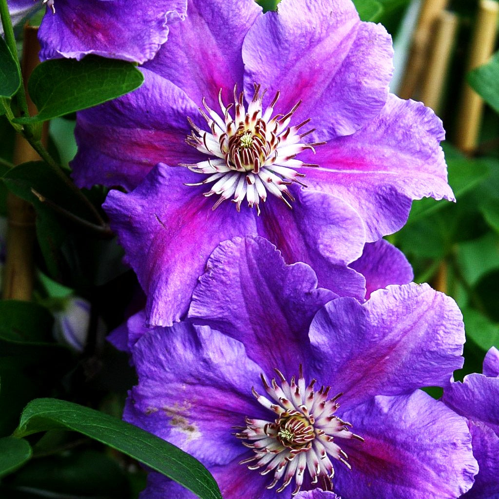Großblütige Waldrebe 'Ashva' (Clematis x cult.)