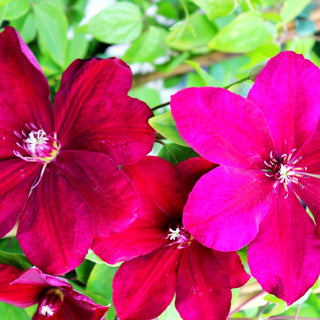 Großblütige Waldrebe 'Cardinal Wyszynski' (Clematis x cult.)