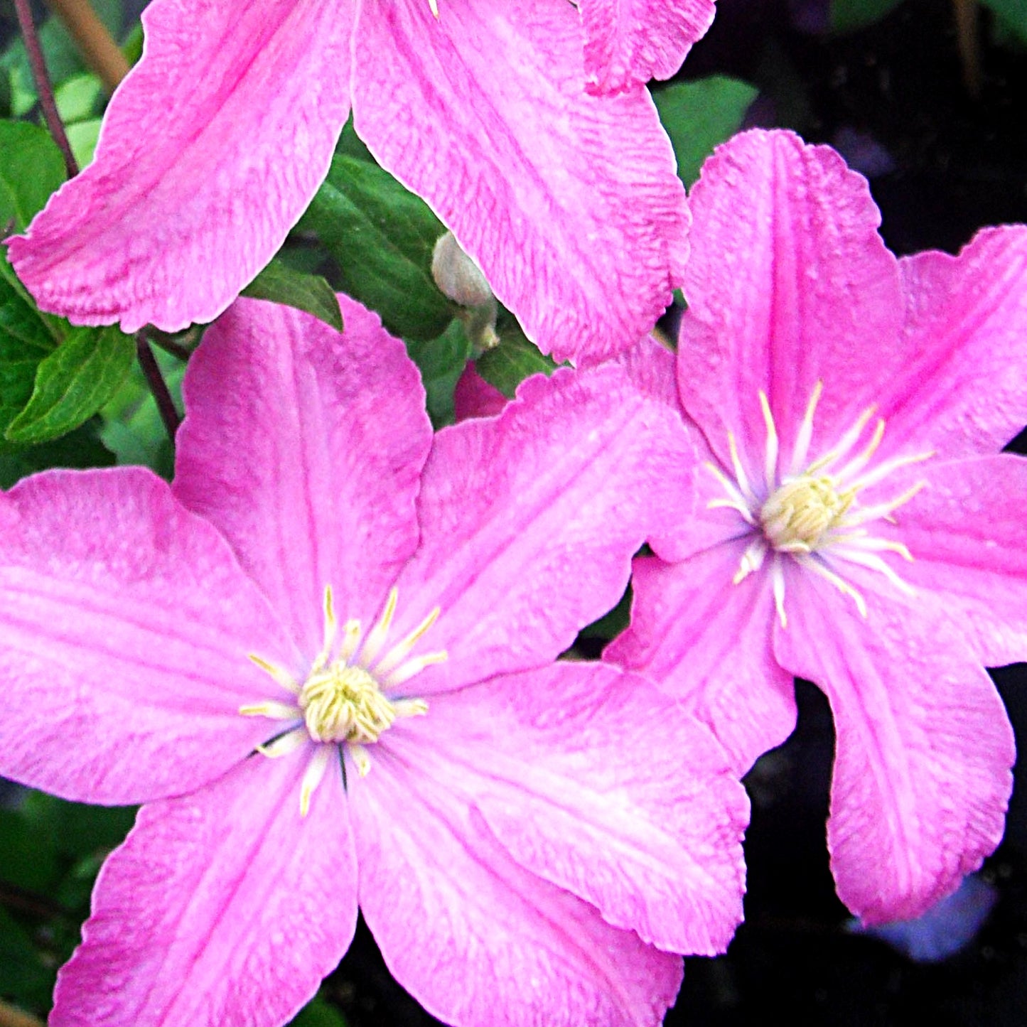 Großblütige Waldrebe 'Comtesse de Bouchaud' (Clematis x cult.)