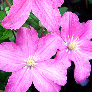 Großblütige Waldrebe 'Comtesse de Bouchaud' (Clematis x cult.)
