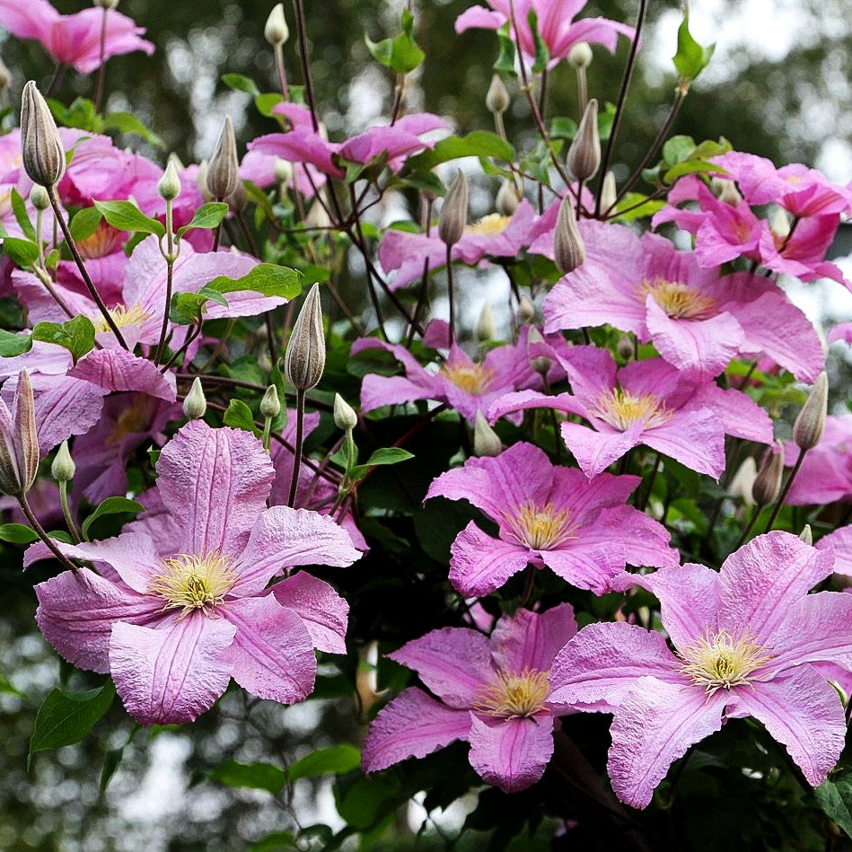 Großblütige Waldrebe 'Comtesse de Bouchaud' (Clematis x cult.)