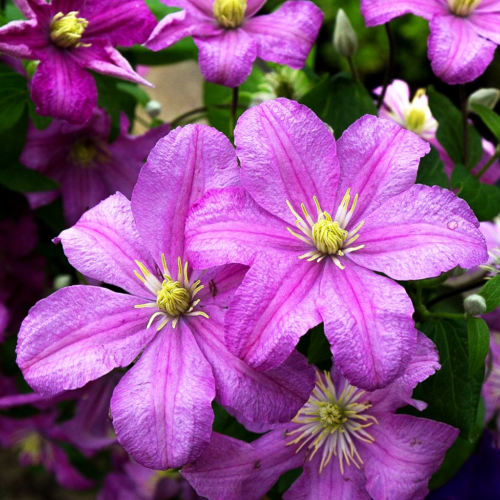 Großblütige Waldrebe 'Comtesse de Bouchaud' (Clematis x cult.)