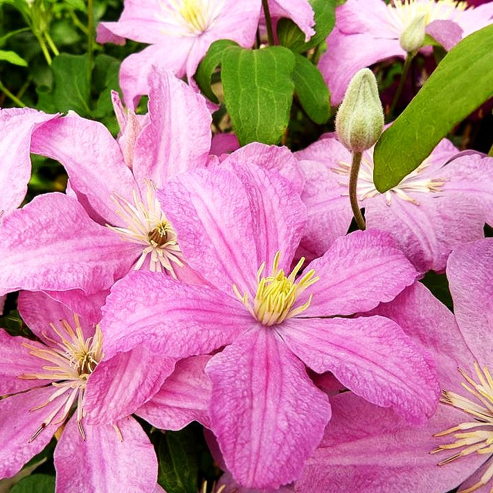 Großblütige Waldrebe 'Comtesse de Bouchaud' (Clematis x cult.)