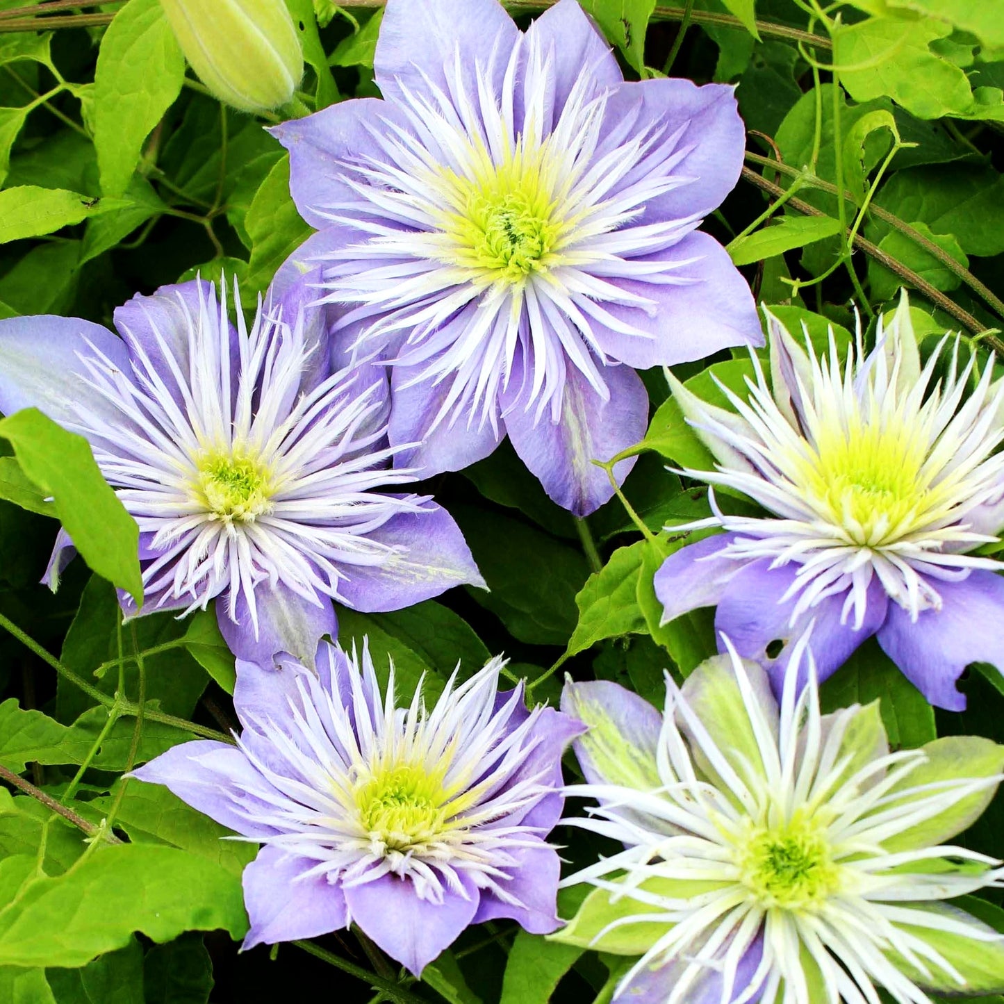 Großblütige Waldrebe 'Crystal Fountain' (Clematis x cult.)