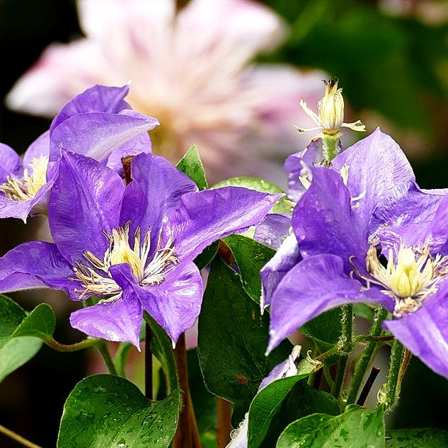 Großblütige Waldrebe 'Crystal Fountain' (Clematis x cult.)