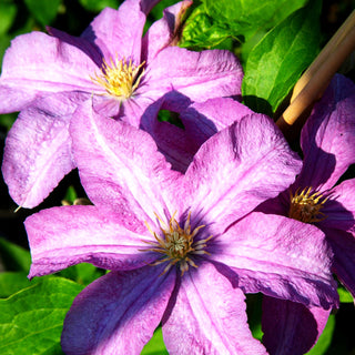 Großblütige Waldrebe 'Danuta' (Clematis x cult.)