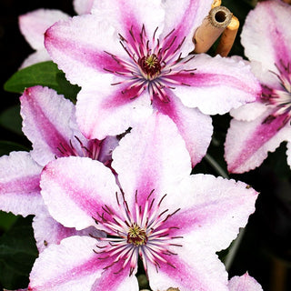 Großblütige Waldrebe 'Darius' (Clematis x cult.)