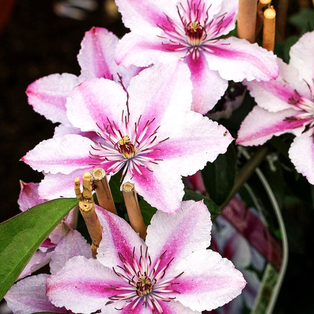 Großblütige Waldrebe 'Darius' (Clematis x cult.)
