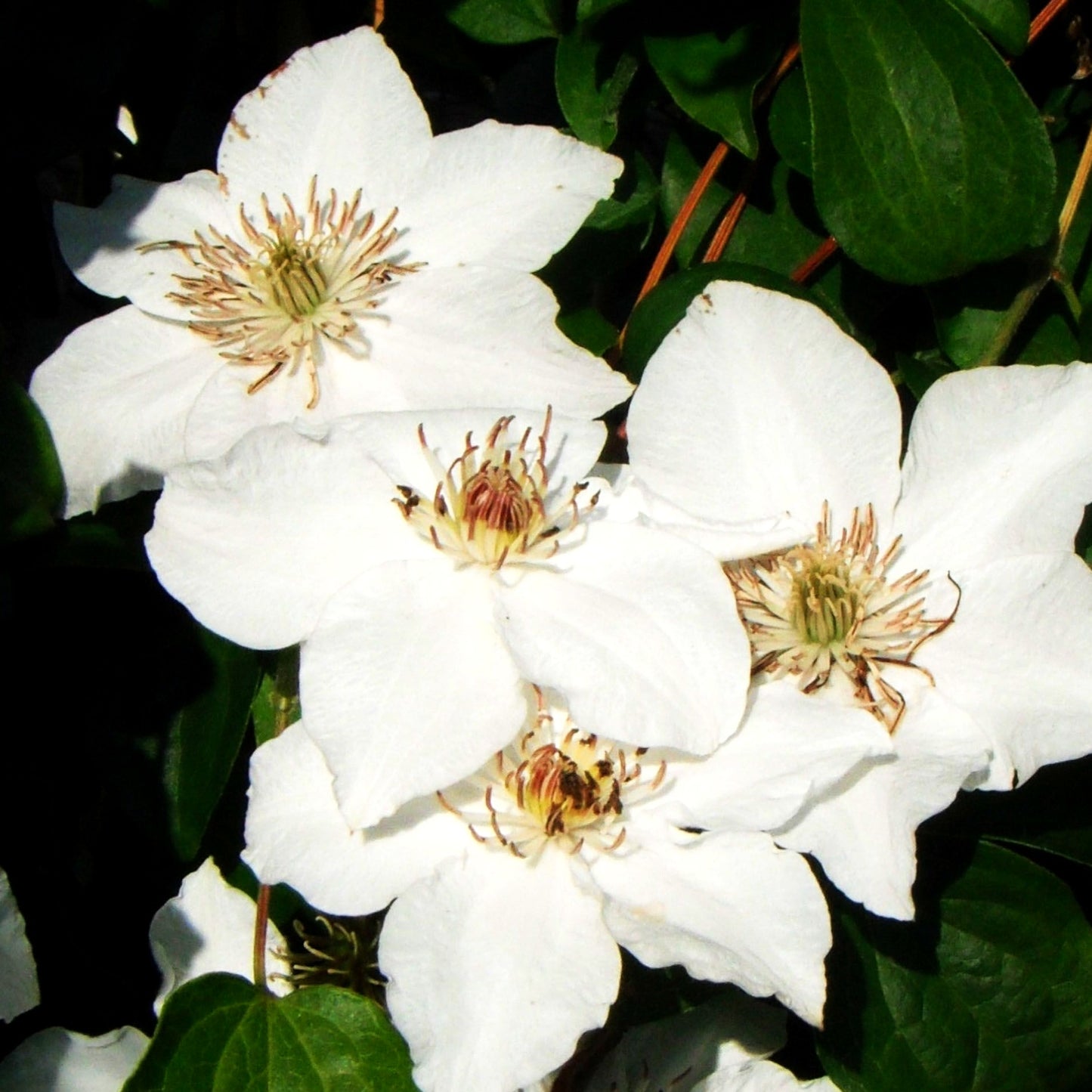 Großblütige Waldrebe 'Destiny' (Clematis x cult.)