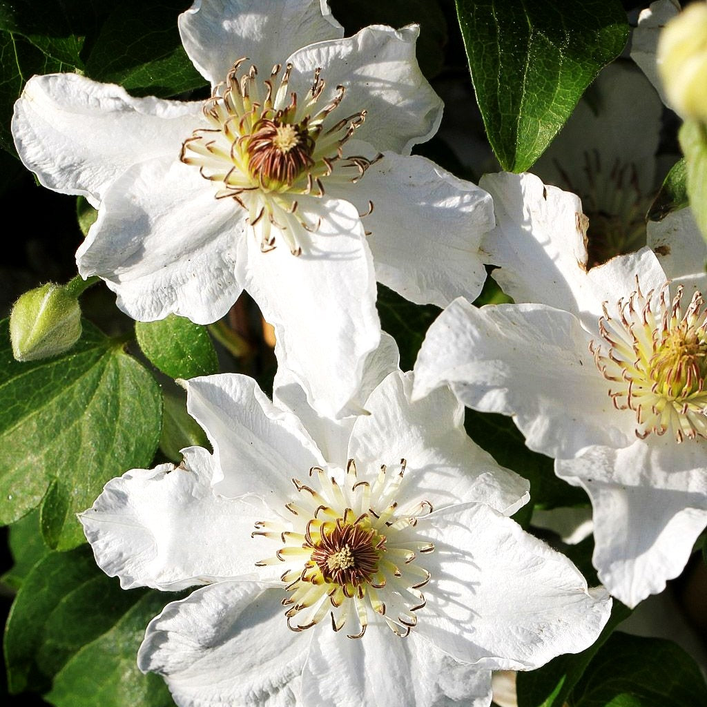 Großblütige Waldrebe 'Destiny' (Clematis x cult.)