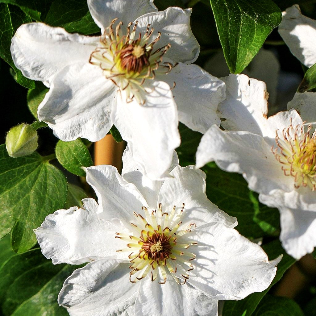 Großblütige Waldrebe 'Destiny' (Clematis x cult.)