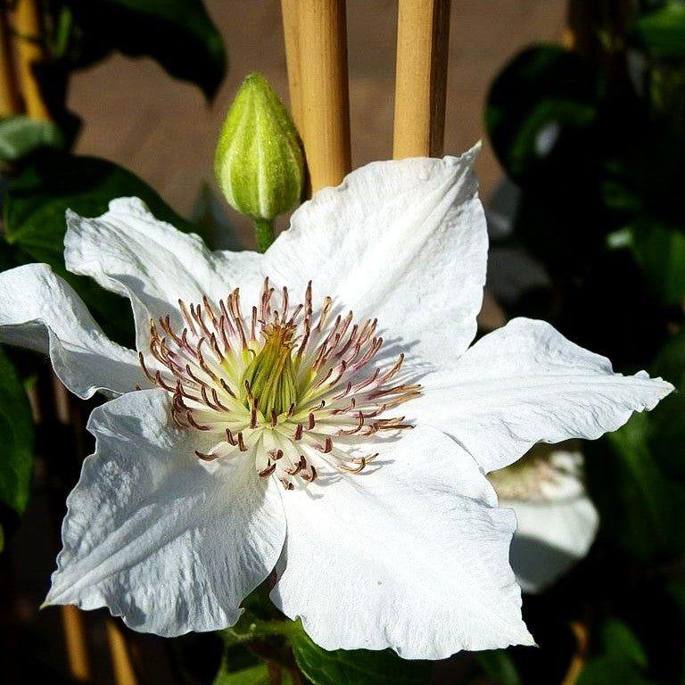 Großblütige Waldrebe 'Destiny' (Clematis x cult.)