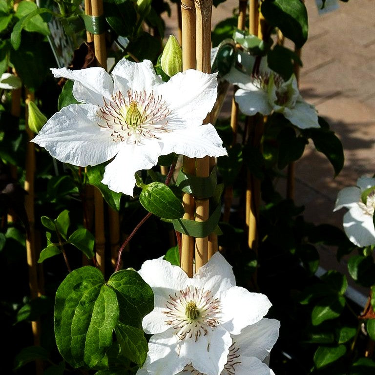 Großblütige Waldrebe 'Destiny' (Clematis x cult.)