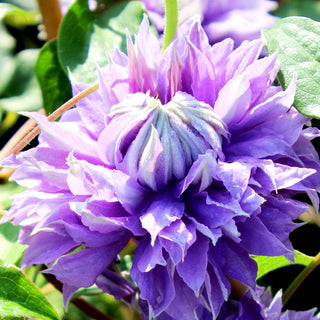 Großblütige Waldrebe 'Diamanthia' (Clematis x cult.)