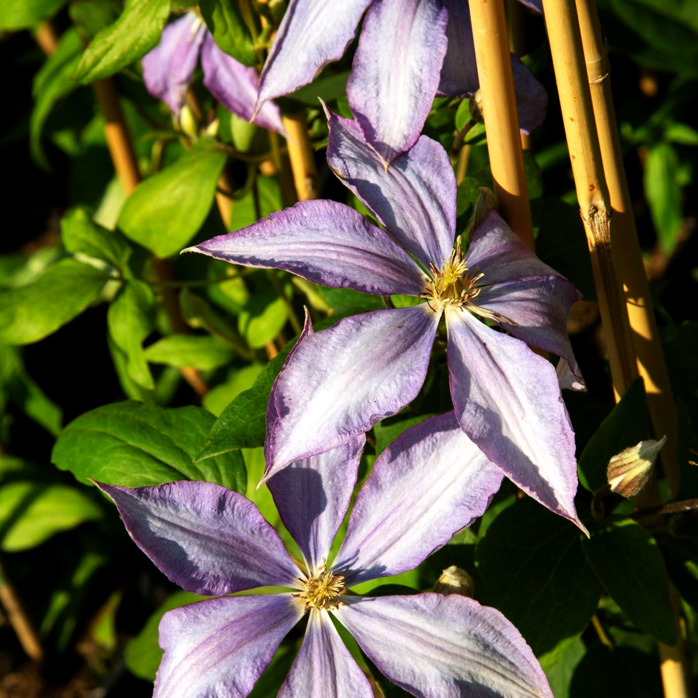 Großblütige Waldrebe 'Dorothy Walton' (Clematis x cult.)