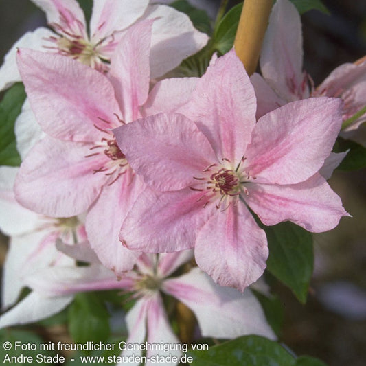 Großblütige Waldrebe 'Dr. Ruppel' (Clematis x cult.)