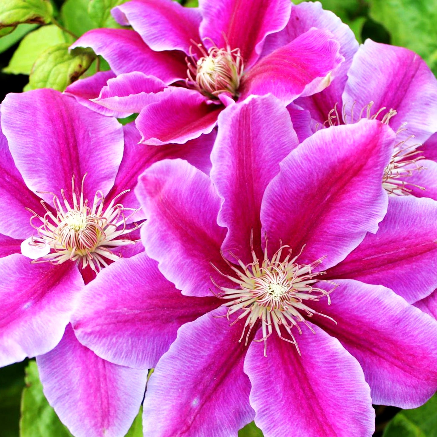 Großblütige Waldrebe 'Dr. Ruppel' (Clematis x cult.)