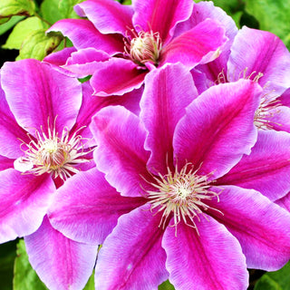 Großblütige Waldrebe 'Dr. Ruppel' (Clematis x cult.)