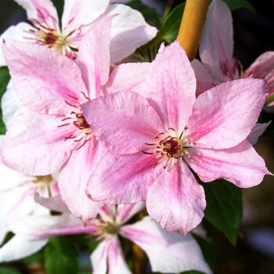 Großblütige Waldrebe 'Dr. Ruppel' (Clematis x cult.)