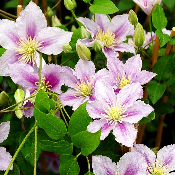 Großblütige Waldrebe 'Dr. Ruppel' (Clematis x cult.)