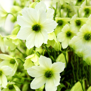 Großblütige Waldrebe 'Early Sensation' (Clematis x cult.)